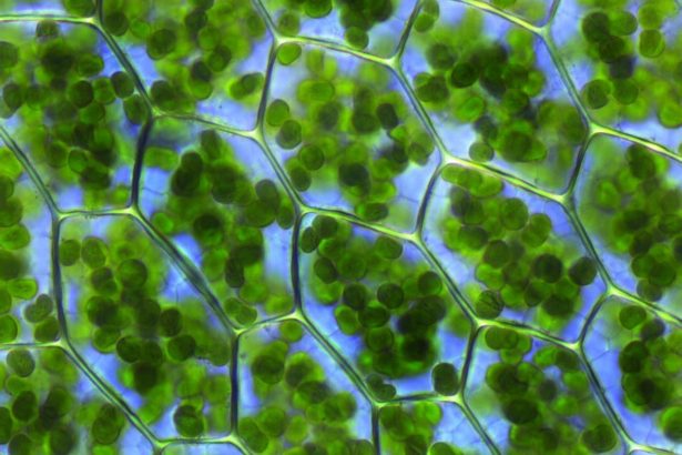 Effects of Chlorophyll and p-Carotene on the Oxidation Stability of Olive Oil