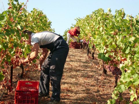 Πως γίνεται το κρασί: η διαδικασία σε πέντε στάδια - Analysis 1989 - Φακουρέλης Νίκος